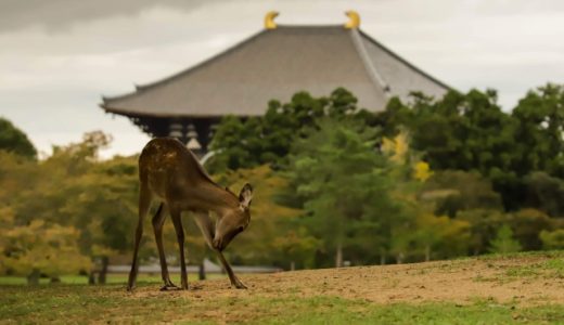 奈良県の看護師におすすめ転職サイト・エージェントランキング！奈良県の看護師転職事情