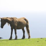島根県の看護師転職事情!高収入求人やおすすめ看護師転職サイト