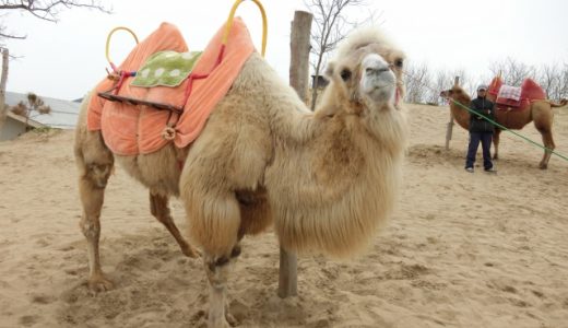 鳥取県の薬剤師におすすめ転職サイト・エージェントランキング！最新の鳥取県薬剤師転職事情