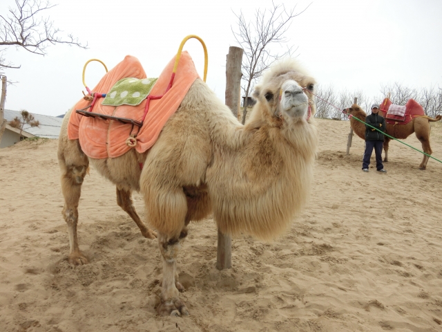 鳥取県の薬剤師転職事情！最新求人事情やおすすめ薬剤師転職サイト