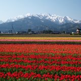 富山県の薬剤師転職事情!最新求人事情やおすすめ薬剤師転職サイト