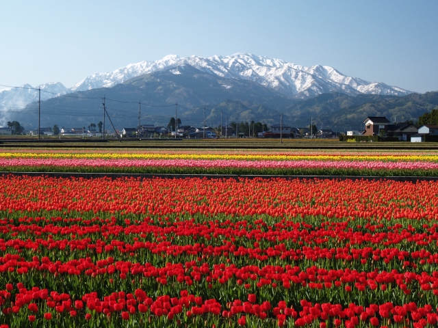 富山県の薬剤師転職事情!最新求人事情やおすすめ薬剤師転職サイト