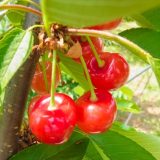 山形県の薬剤師転職事情！最新求人事情やおすすめ薬剤師転職サイト