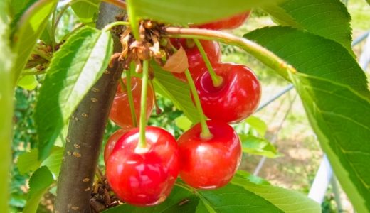 山形県の薬剤師におすすめ転職サイト・エージェントランキング！最新の山形県薬剤師転職事情