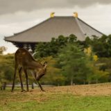 奈良県の介護職求人とおすすめ介護転職サイト!気になる奈良県の介護転職事情