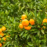 愛媛県の介護職求人とおすすめ介護転職サイト!気になる愛媛県の介護転職事情