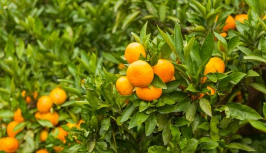 愛媛県のおすすめ介護職転職サイト・エージェントランキング！愛媛県の介護職転職完全ガイド