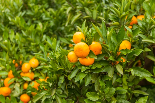 愛媛県の介護職求人とおすすめ介護転職サイト！気になる愛媛県の介護転職事情