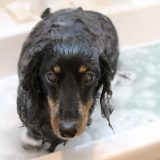 トリマーへ転職するには？おすすめ転職サイト・転職エージェント