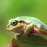 ビジネスシーンで耳にする「茹でガエル理論」とは?