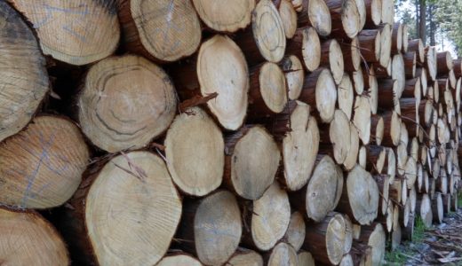 林業への転職に失敗しないための6つの方法と注意点を解説！