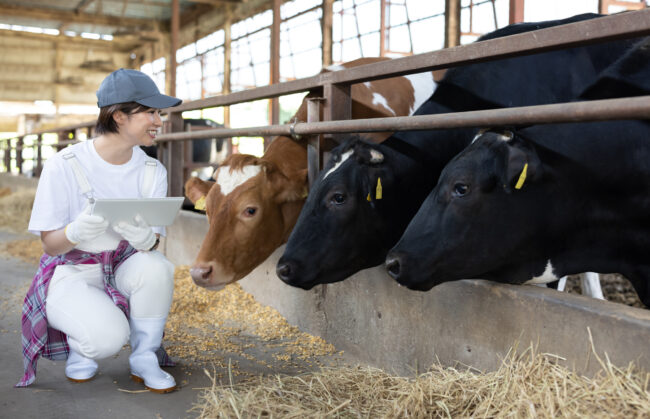 酪農 牛