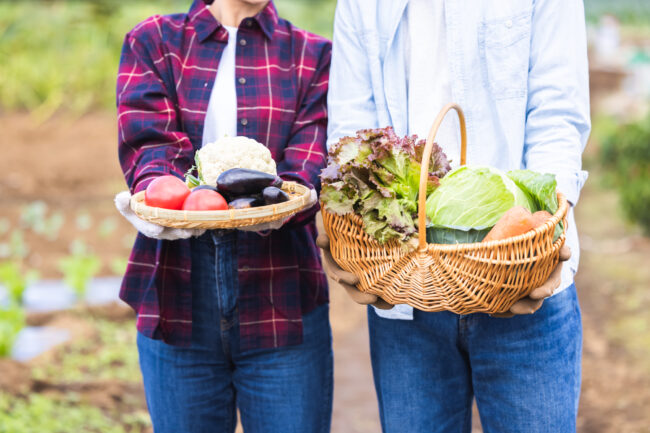 野菜 収穫